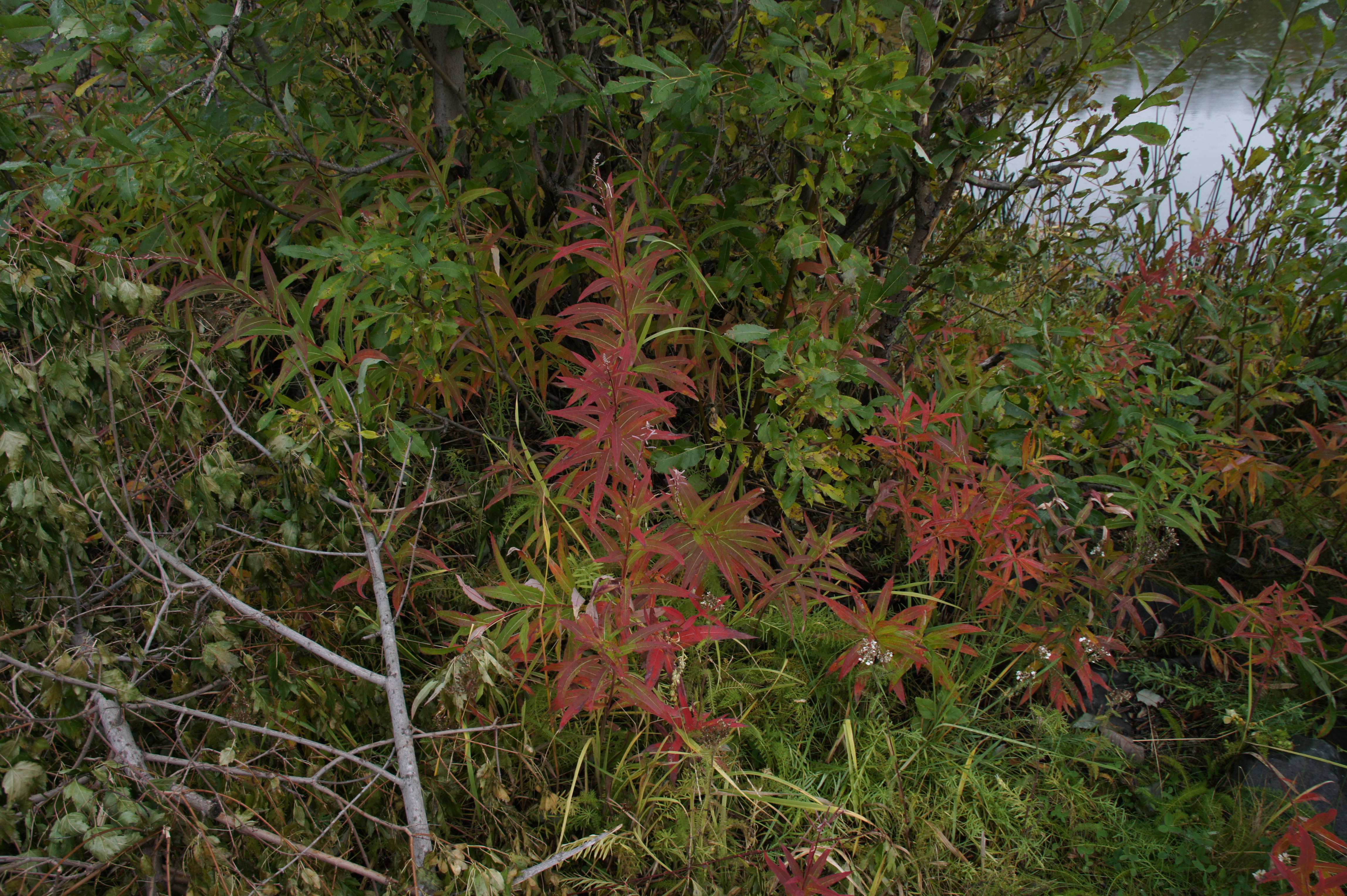 Click to return to the thumbnail index